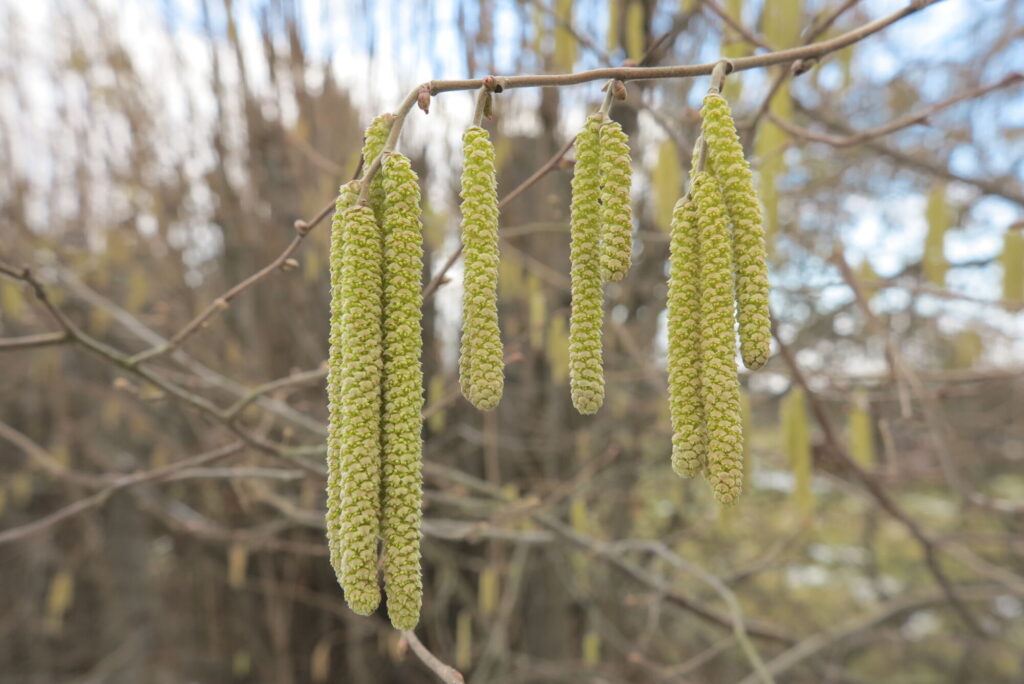 Tyto camcourky jsou jehnědy lísky obecné (Corylus avellana), je to samčí květenství plné pylu.