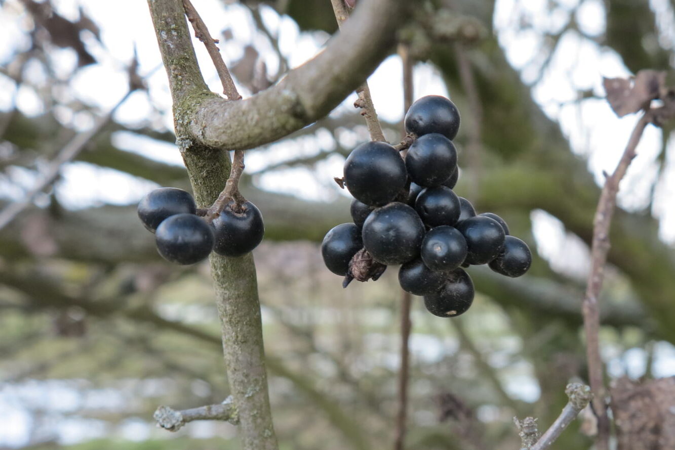 Jedovaté bobule ptačího zobu obecného (Ligustrum vulgare) z čeledi olivovníkovité.